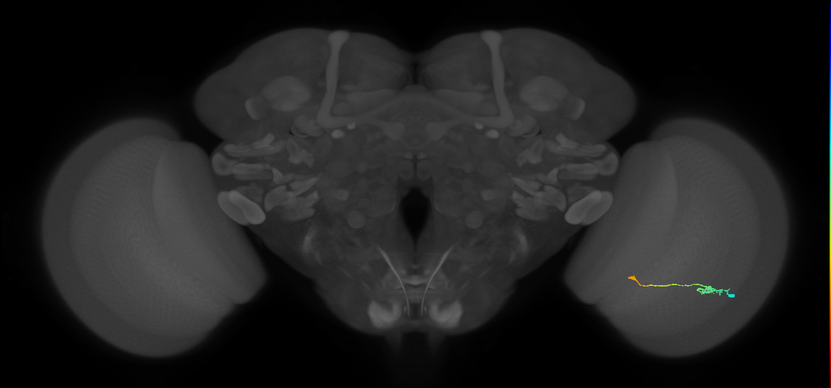 Tm9_R (JRC_OpticLobe:94443)