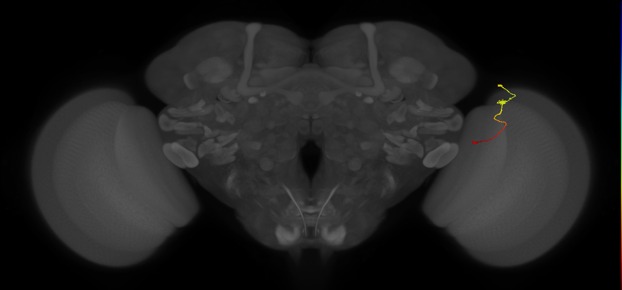 Tm9_R (JRC_OpticLobe:127369)
