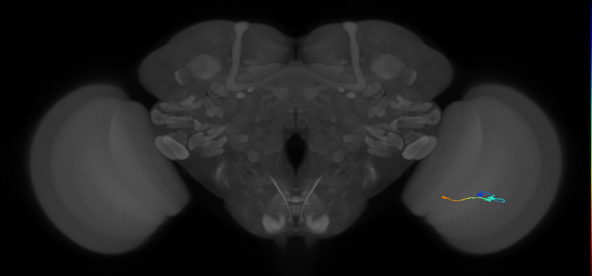 Tm9_R (JRC_OpticLobe:144564)