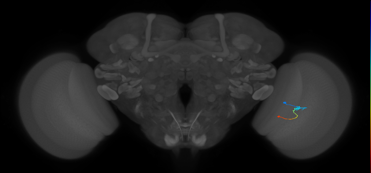 Tm9_R (JRC_OpticLobe:95166)