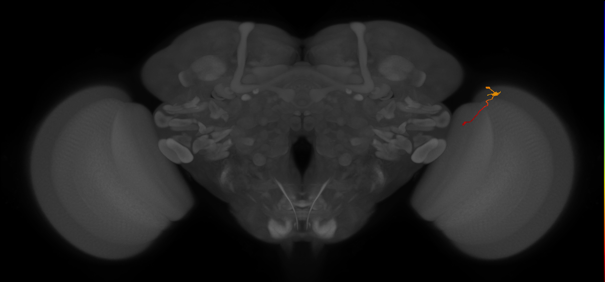 Tm9_R (JRC_OpticLobe:157978)