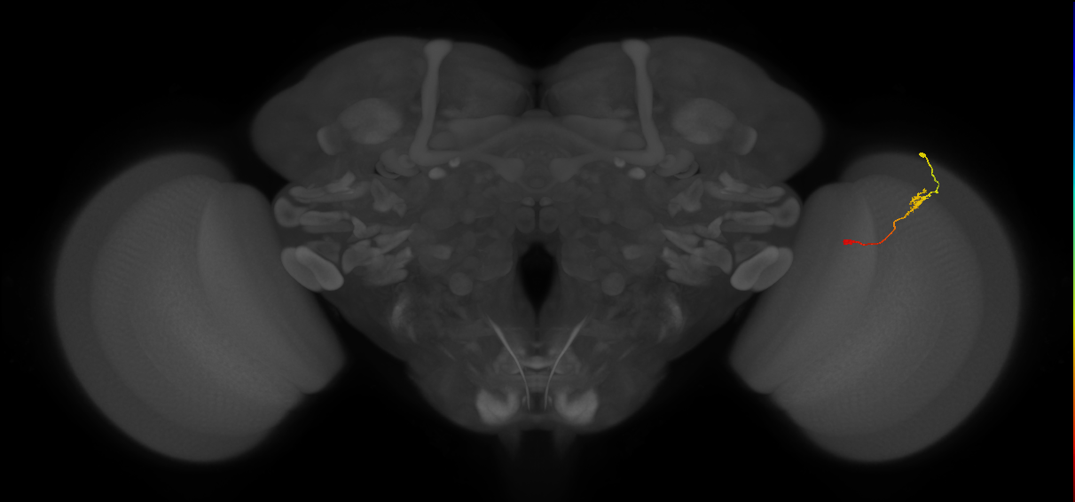 Tm9_R (JRC_OpticLobe:114999)