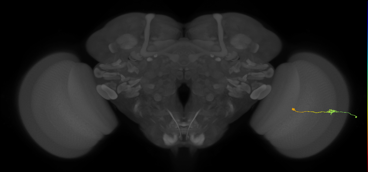 Tm9_R (JRC_OpticLobe:96240)