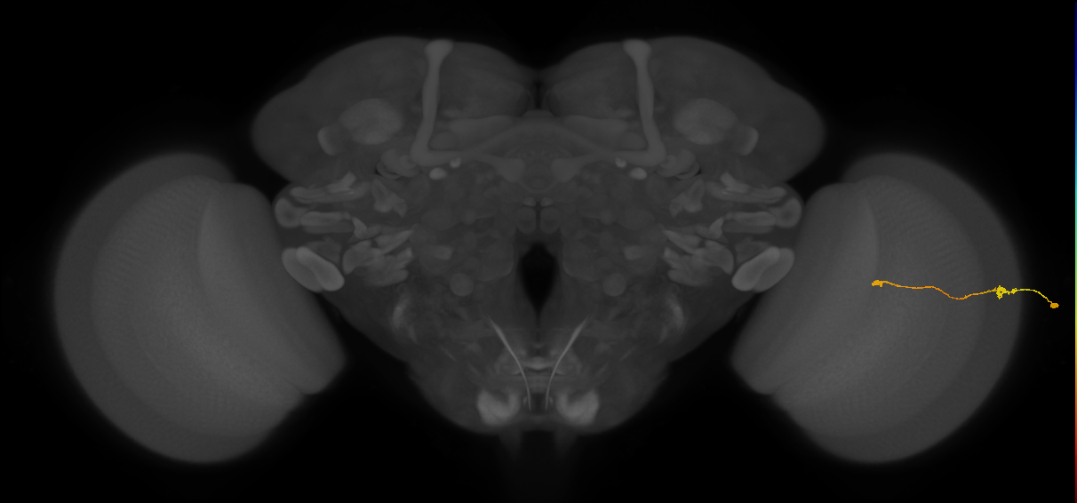 Tm9_R (JRC_OpticLobe:156268)