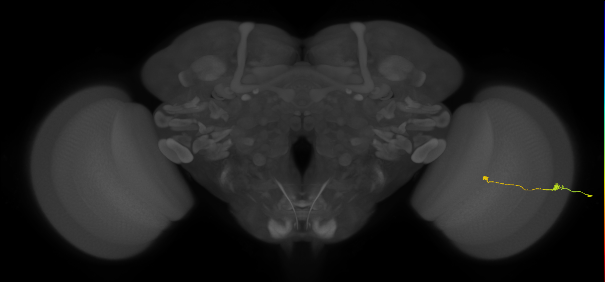 Tm9_R (JRC_OpticLobe:89309)
