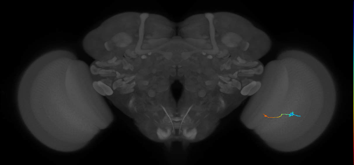 Tm9_R (JRC_OpticLobe:102123)