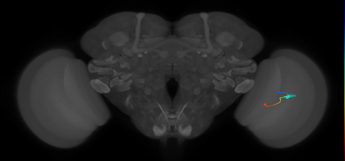 Tm9_R (JRC_OpticLobe:89374)