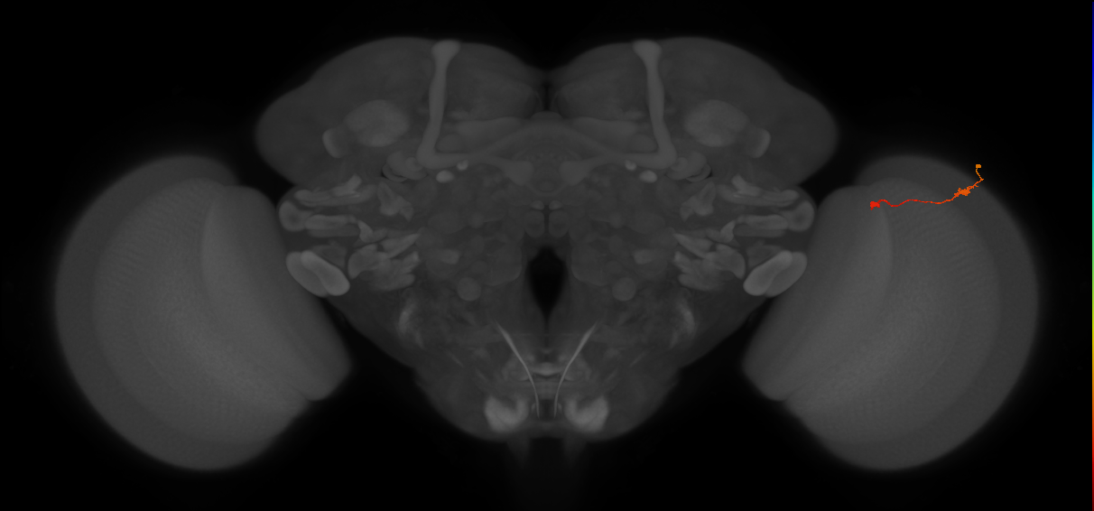 Tm9_R (JRC_OpticLobe:117152)