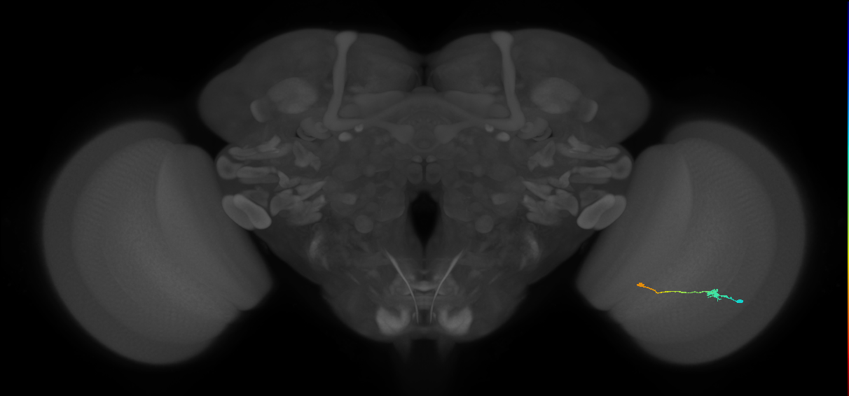 Tm9_R (JRC_OpticLobe:92084)