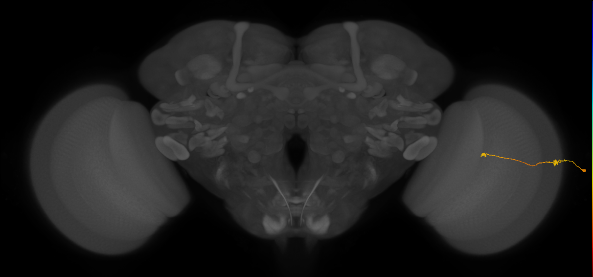 Tm9_R (JRC_OpticLobe:154049)
