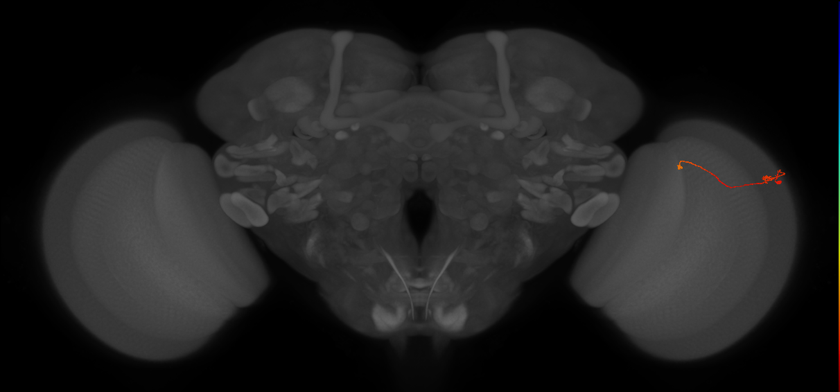 Tm9_R (JRC_OpticLobe:133280)
