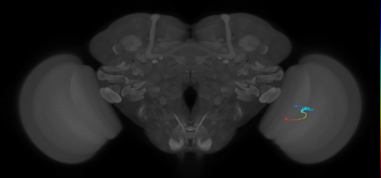 Tm9_R (JRC_OpticLobe:101774)