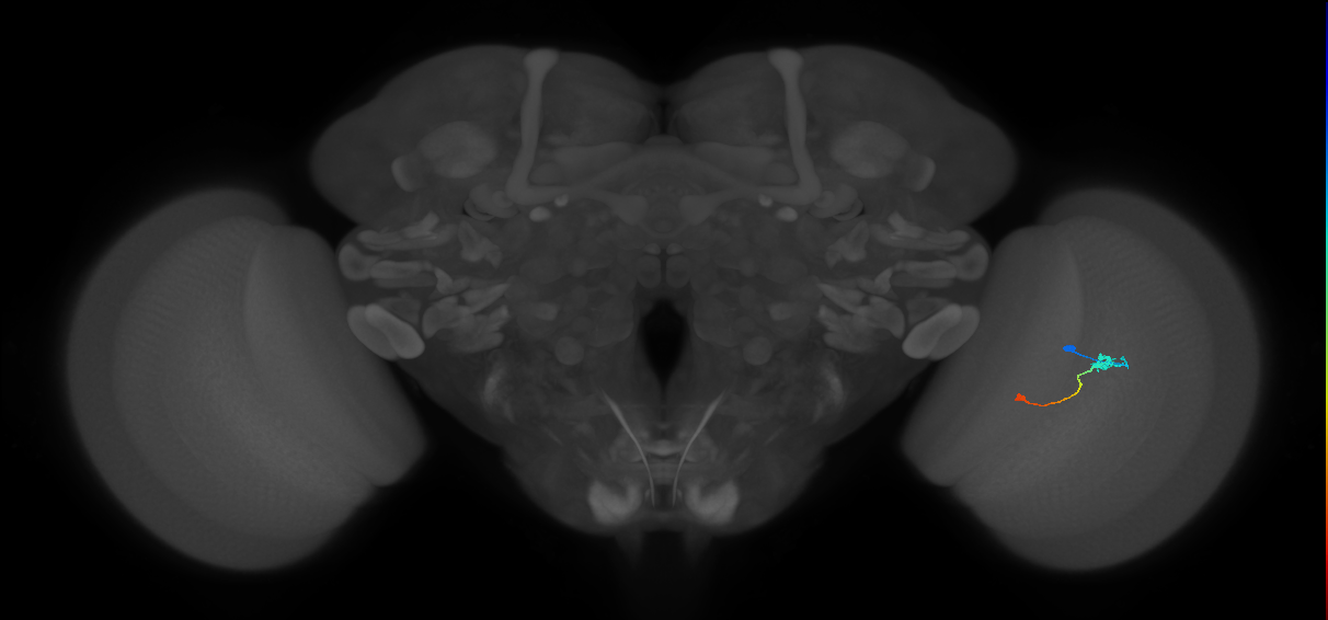 Tm9_R (JRC_OpticLobe:100745)