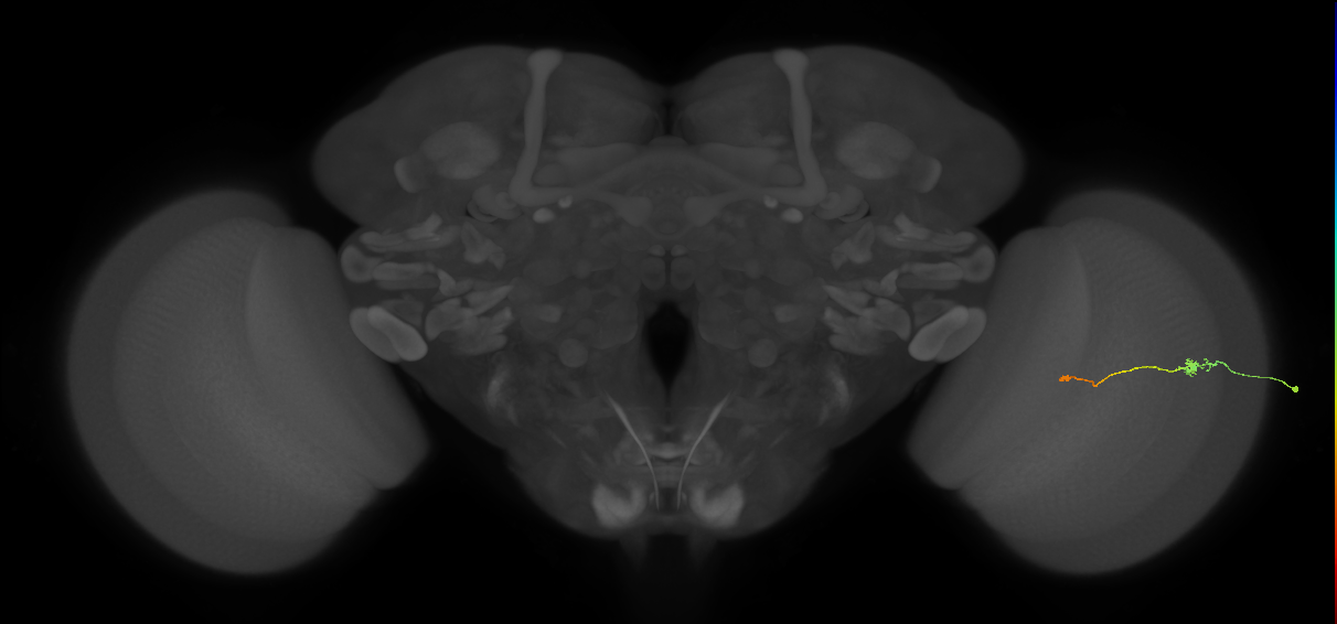 Tm9_R (JRC_OpticLobe:152028)