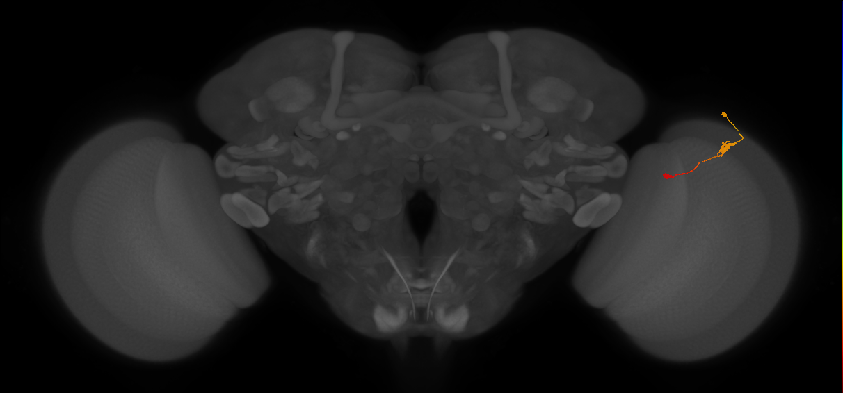 Tm9_R (JRC_OpticLobe:114574)