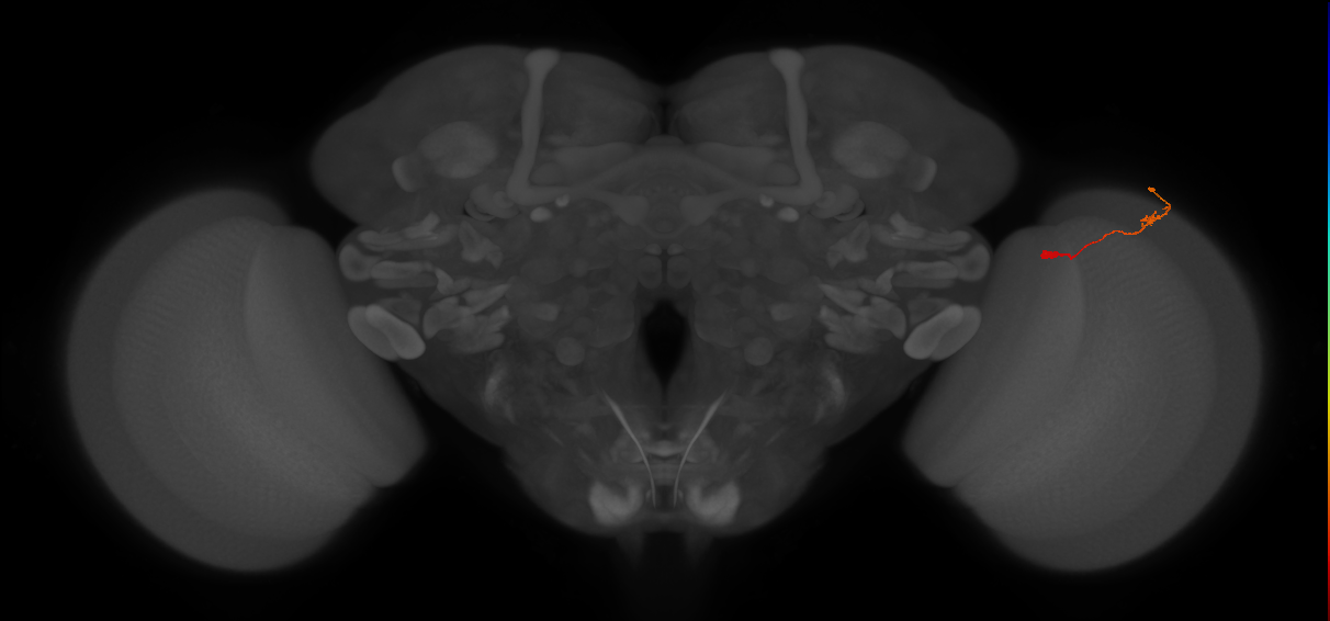 Tm9_R (JRC_OpticLobe:127328)