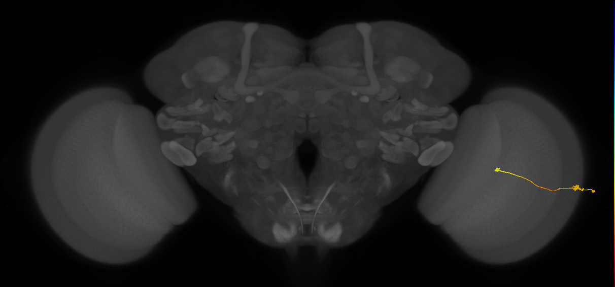 Tm9_R (JRC_OpticLobe:92279)