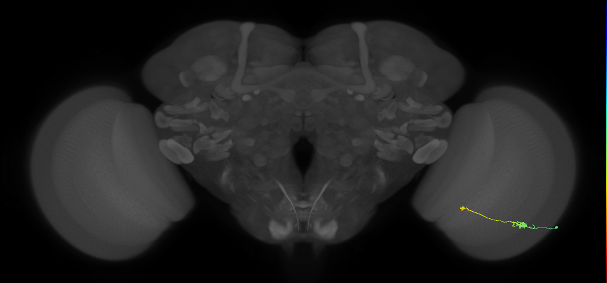 Tm9_R (JRC_OpticLobe:89177)