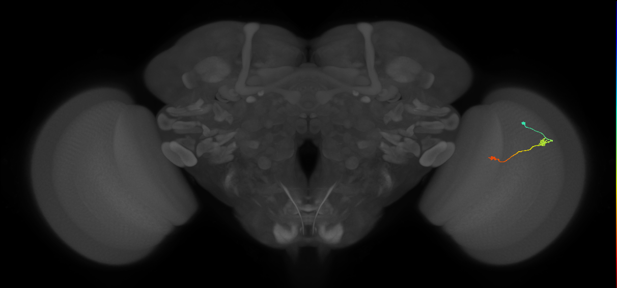 Tm9_R (JRC_OpticLobe:105176)