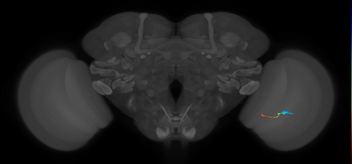Tm9_R (JRC_OpticLobe:92811)