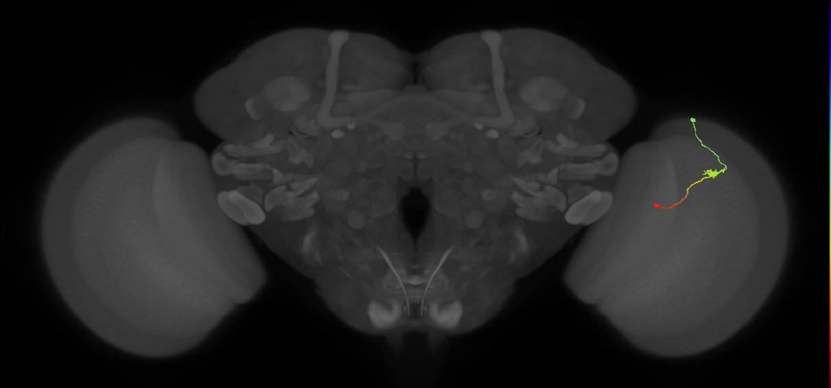 Tm9_R (JRC_OpticLobe:109007)
