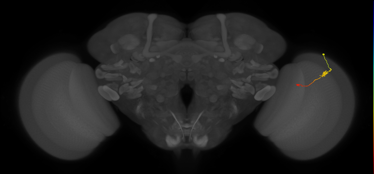 Tm9_R (JRC_OpticLobe:124912)