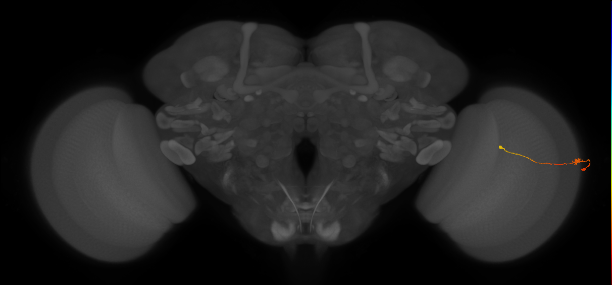Tm9_R (JRC_OpticLobe:112034)