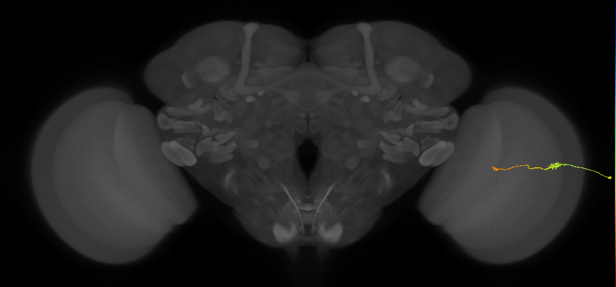 Tm9_R (JRC_OpticLobe:150268)