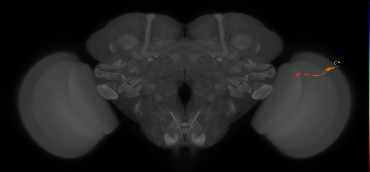 Tm9_R (JRC_OpticLobe:113892)