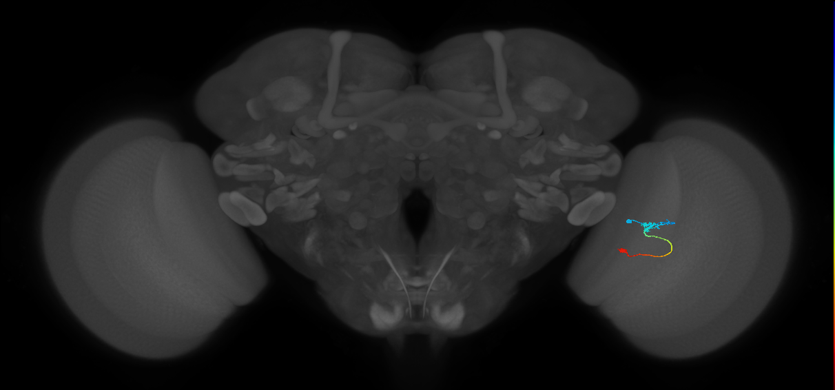 Tm9_R (JRC_OpticLobe:92660)