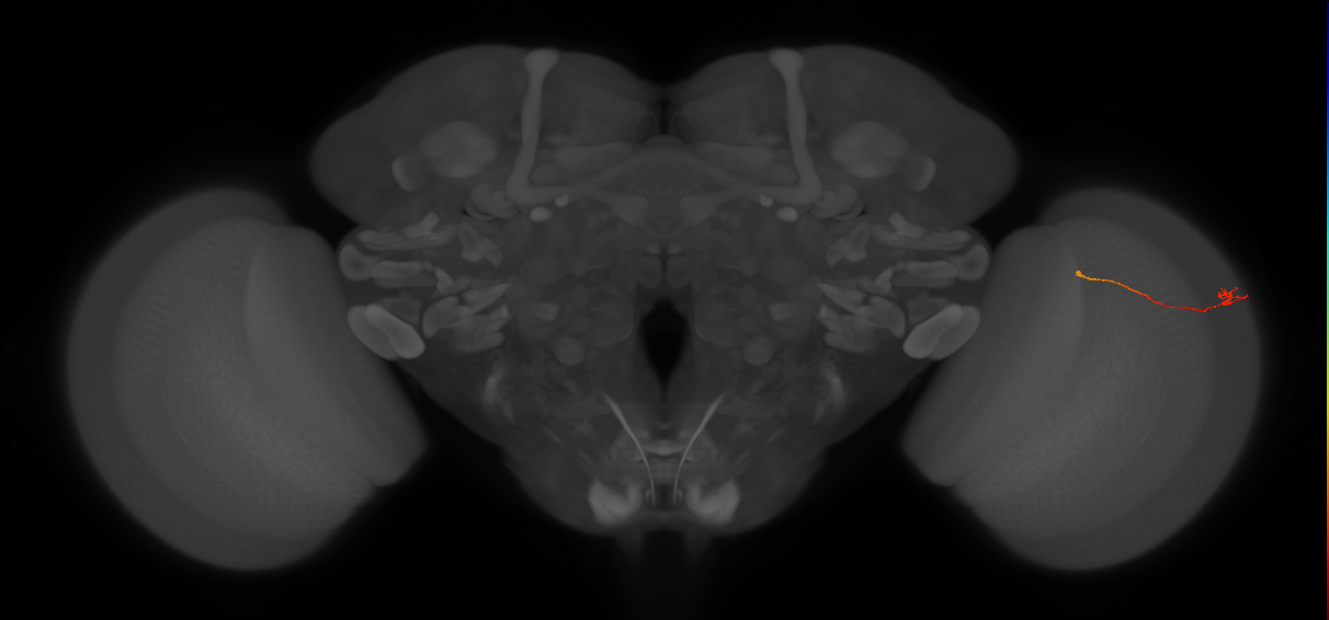Tm9_R (JRC_OpticLobe:153298)