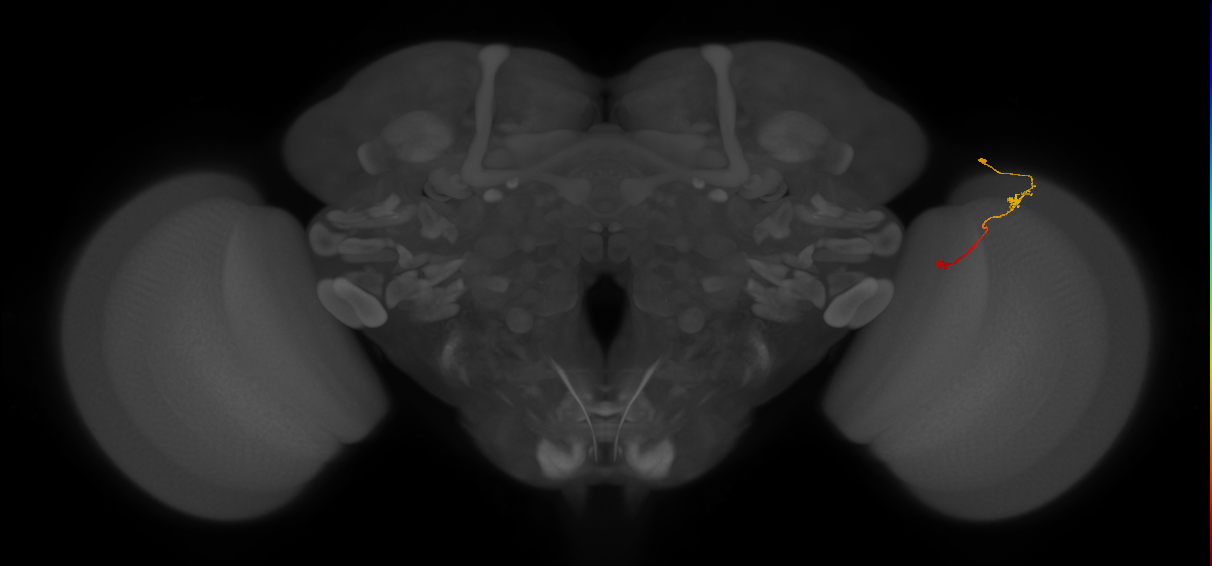 Tm9_R (JRC_OpticLobe:130481)
