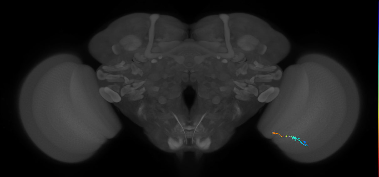 Tm9_R (JRC_OpticLobe:101013)