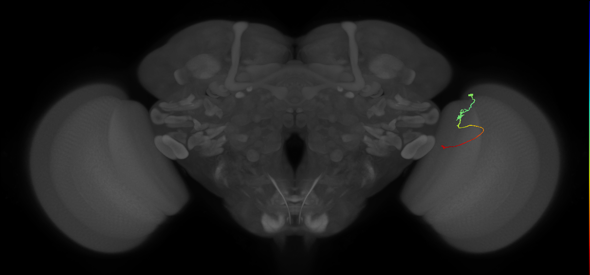 Tm9_R (JRC_OpticLobe:186845)