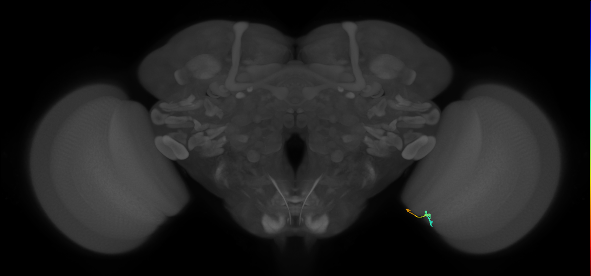 Tm9_R (JRC_OpticLobe:157909)