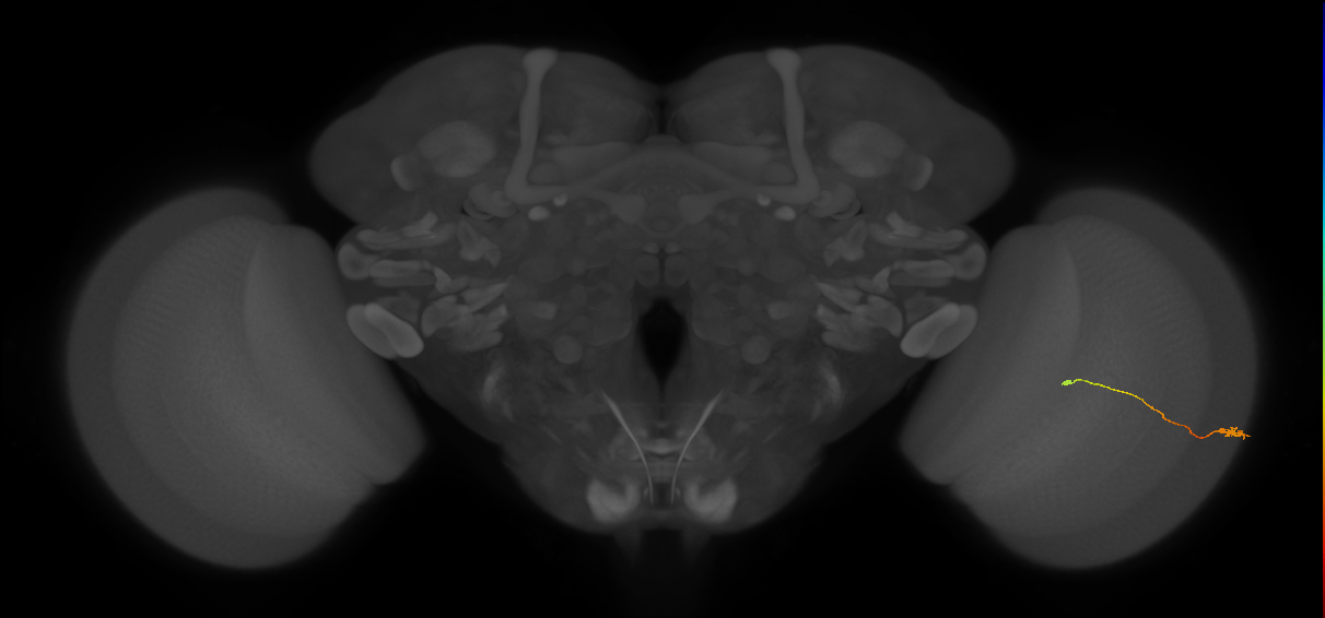 Tm9_R (JRC_OpticLobe:145765)