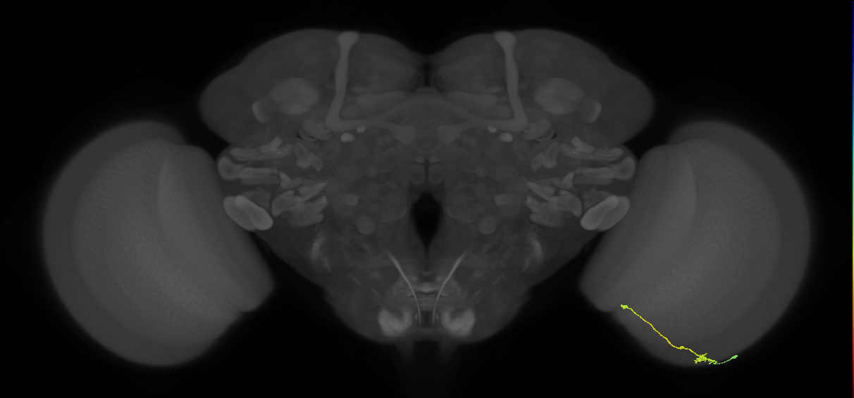 Tm9_R (JRC_OpticLobe:105648)