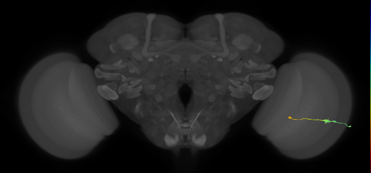 Tm9_R (JRC_OpticLobe:86786)