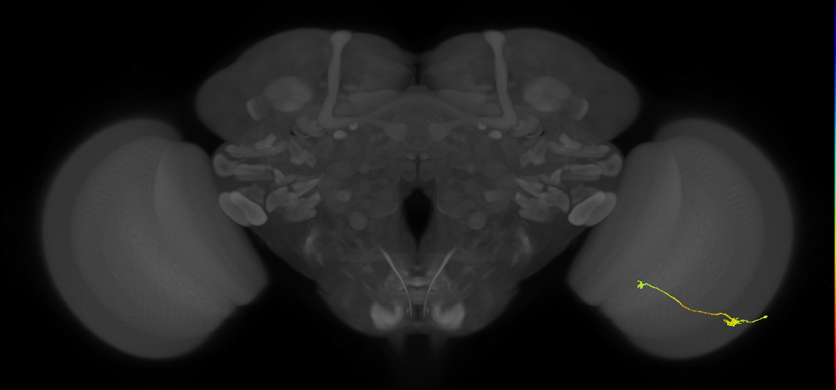 Tm9_R (JRC_OpticLobe:97359)