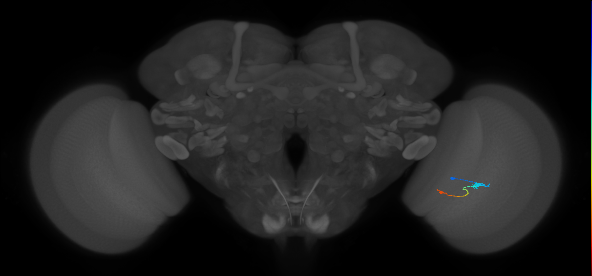 Tm9_R (JRC_OpticLobe:96565)