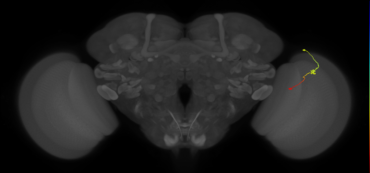 Tm9_R (JRC_OpticLobe:104901)