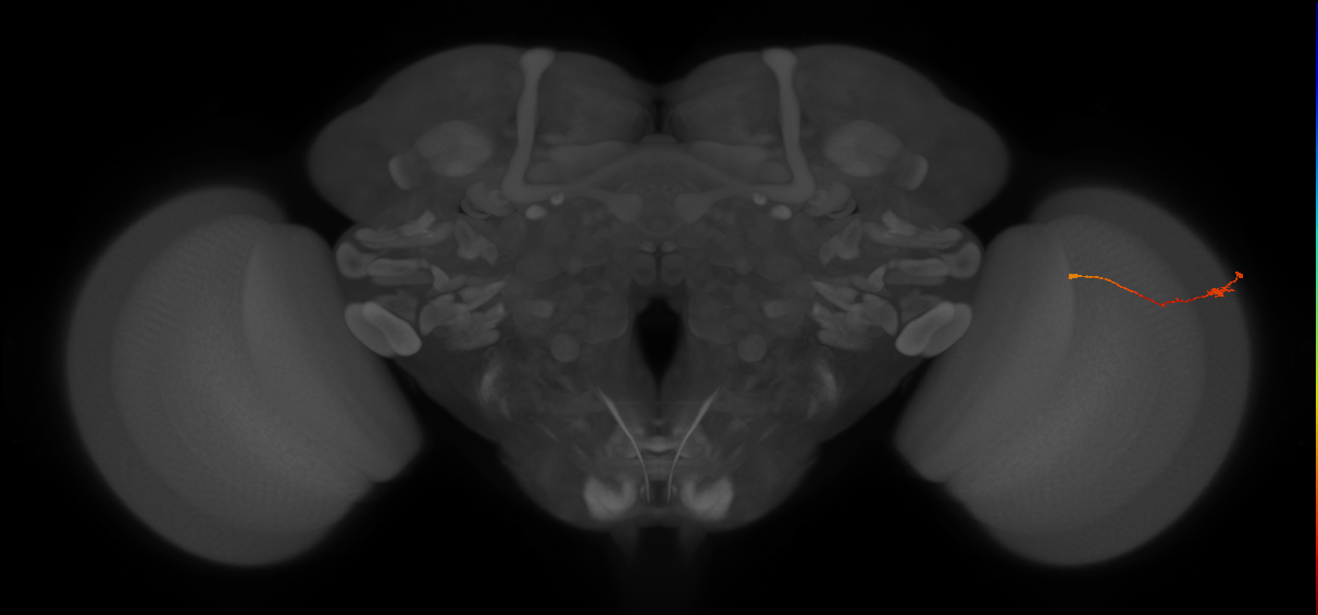 Tm9_R (JRC_OpticLobe:120391)