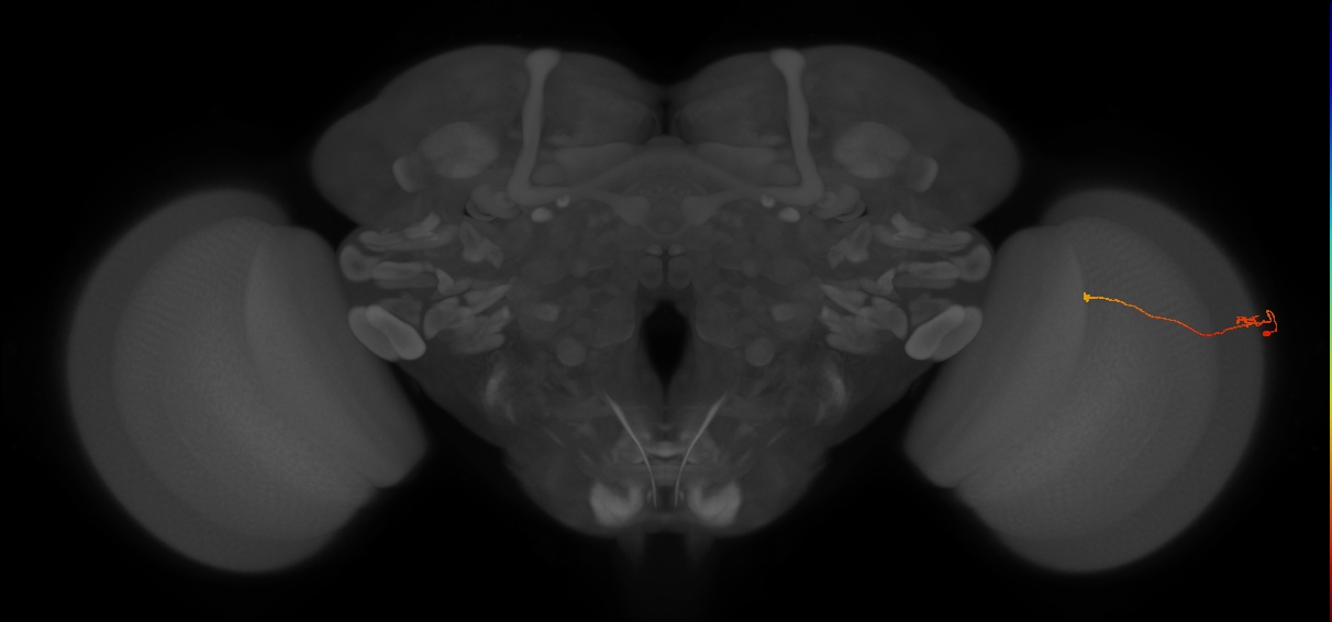Tm9_R (JRC_OpticLobe:119409)