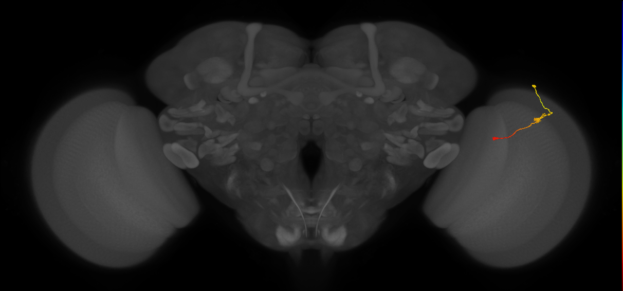 Tm9_R (JRC_OpticLobe:130611)