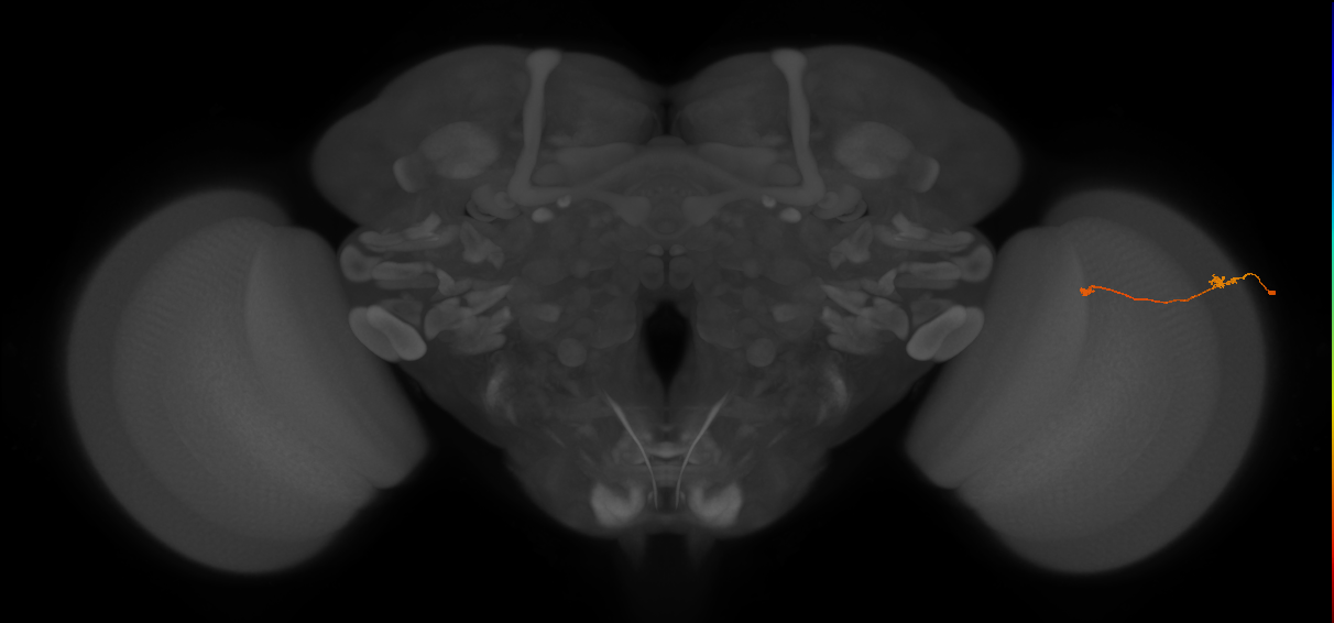 Tm9_R (JRC_OpticLobe:85988)