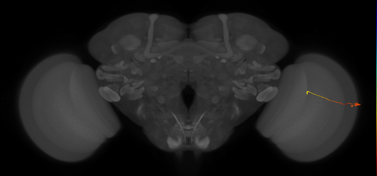 Tm9_R (JRC_OpticLobe:146718)