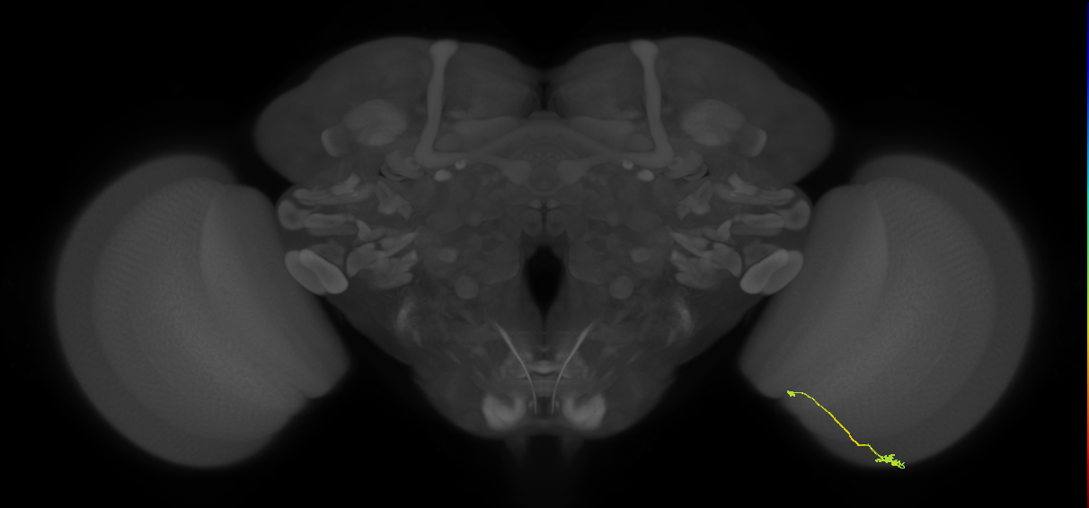 Tm9_R (JRC_OpticLobe:123751)