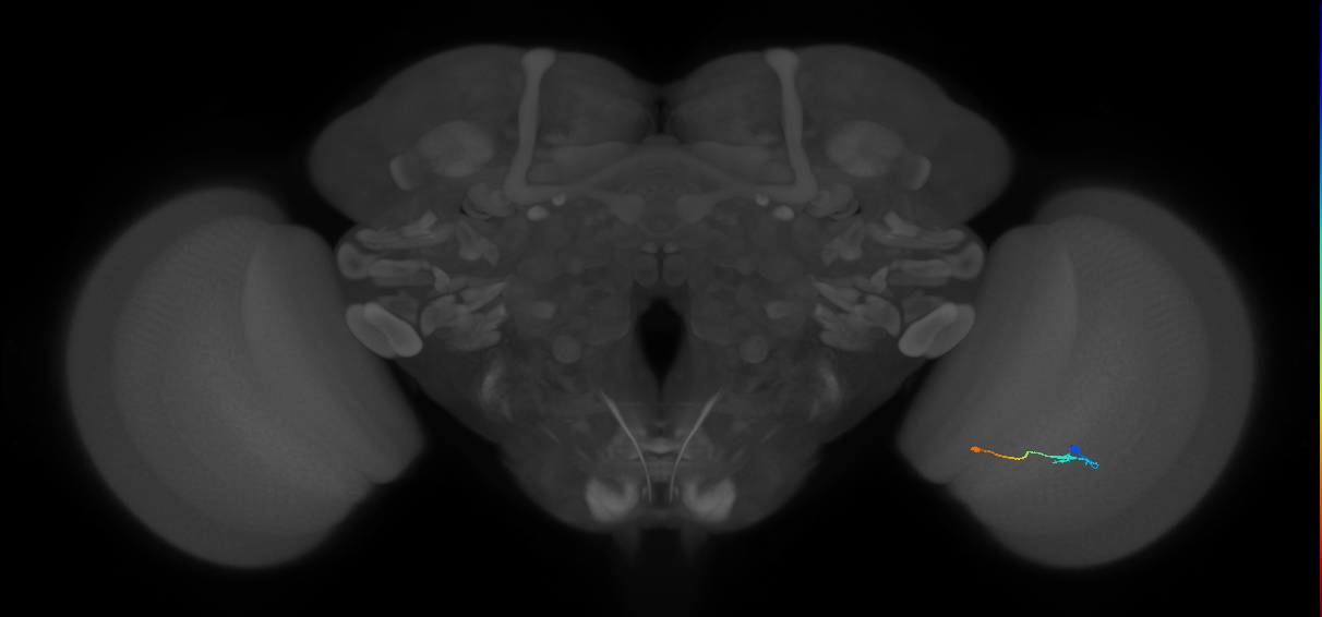 Tm9_R (JRC_OpticLobe:149457)