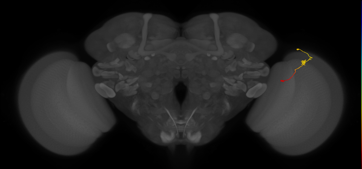 Tm9_R (JRC_OpticLobe:118817)