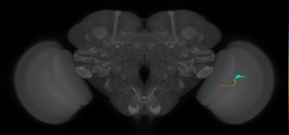 Tm9_R (JRC_OpticLobe:94357)